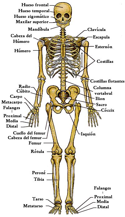 BiologÍa 6 Y 7 4 Lección Sistema óseo Y Articulaciones 1 Lección