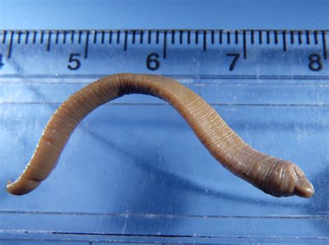 Worms World Register Of Marine Species Photogallery