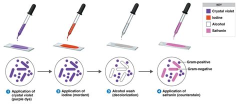 Gram Staining Procedure Microbiology Lab Notes