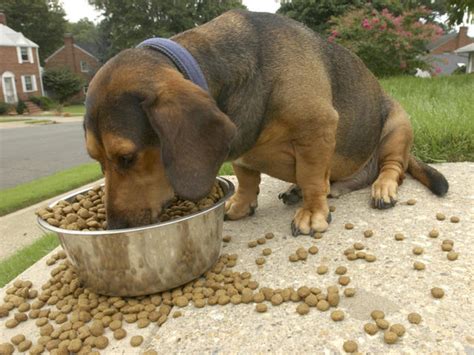 Is your cat vomiting after eating? Prevent Your Dog From Choking - Dogs Cats and Wild Animals ...