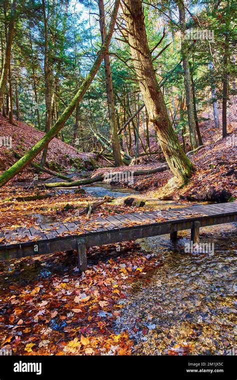 Fall Leaves Cover Forest Ground And Walking Bridge Over Small Creek In