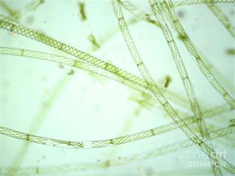 Filamentous Algae 3 Photograph By Choksawatdikorn Science Photo