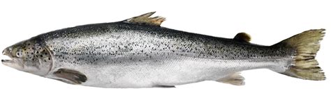 Salmon are native to tributaries of the north atlantic (genus salmo) and pacific ocean (genus oncorhynchus). Collection of PNG Salmon Fish. | PlusPNG