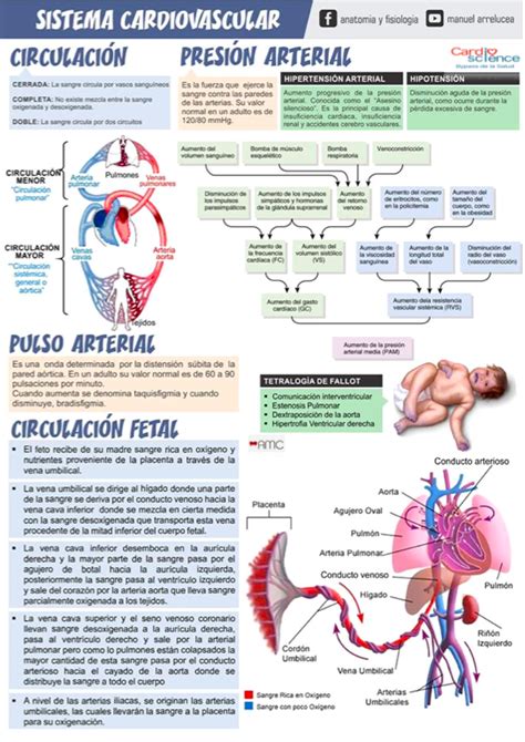 Img 212 Circulación Circulación Fetal Pulso Y Presión Arterial