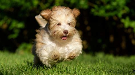Top Dog Breeds For Small Apartments Quiet Dog Breeds