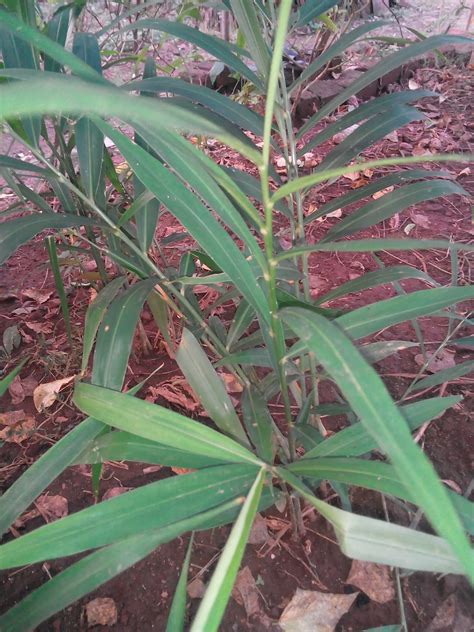 Jahe Merah : Khasiat Dan Manfaat Rempah Rempah Jahe Merah Untuk