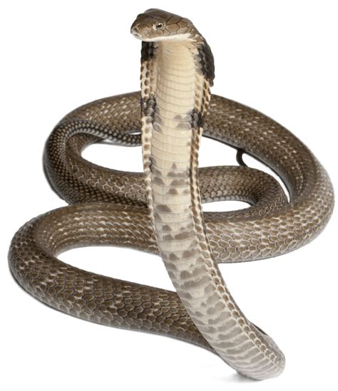 Cobra Snake Png Pic
