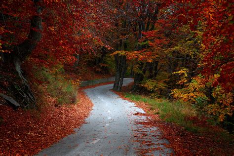 Wallpaper Fall Trees Leaves Road Outdoors 2048x1367