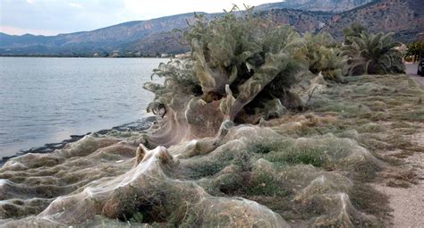 Spiders Cover Aitoliko Lagoon In Greece With Webs