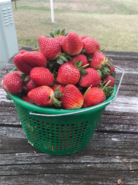 Lynn's Berries | Conway SC