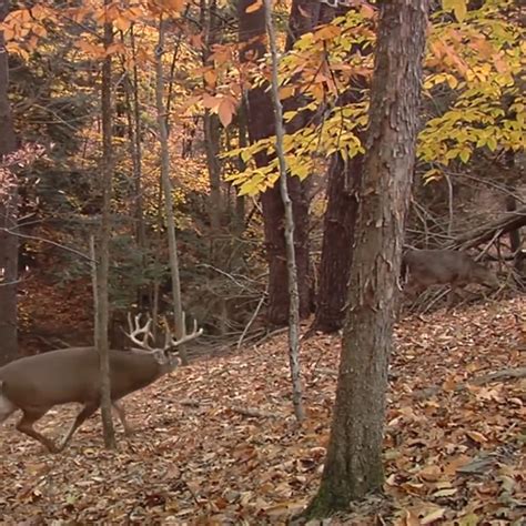 Rut Calendar Archives Deer And Deer Hunting