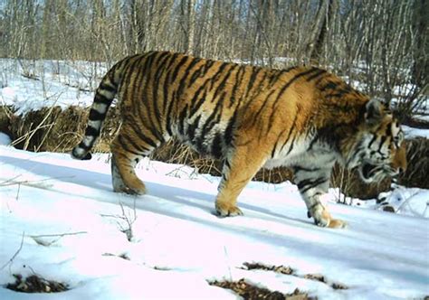 Siberian Tiger Population Now Exceeds 50