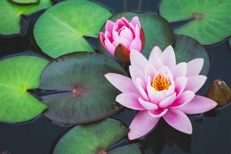 Water Lily Flower Meaning And Symbolism Essential Guide Petal Republic