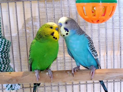 3 Hrs Of Video Parakeets Talking Chirping Singing Kissing