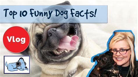 Top Ten Funny Dog Facts Facts About Dogs Facts For Kids