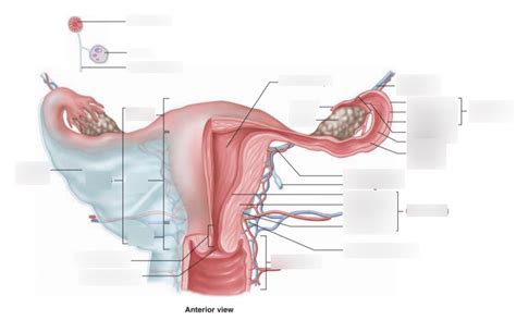 Female Reproductive System Anterior View Diagram Quizlet