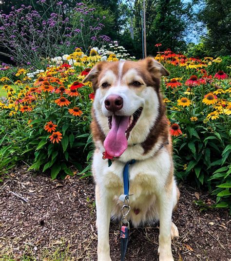 Dog Days at the Garden - Huntsville - Alabama.Travel