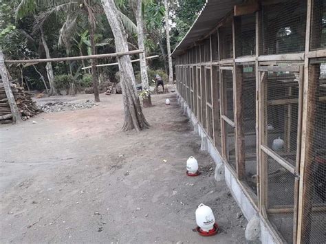 Telur, daging, hingga kotorannya dapat kita manfaatkan dan pertumbuhannya pun tidak membutuhkan waktu lama. 5+ Inilah Contoh Kandang Ayam Pelung Yang Ideal