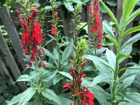 Cardinal Flower Is For Hummingbirds Maryland Grows