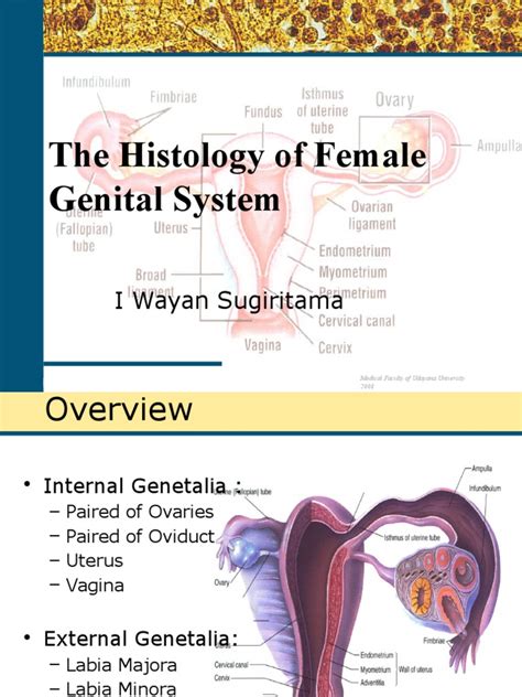 Female Genital System Pspd Semester Genap 2015 Pdf Menstrual Cycle