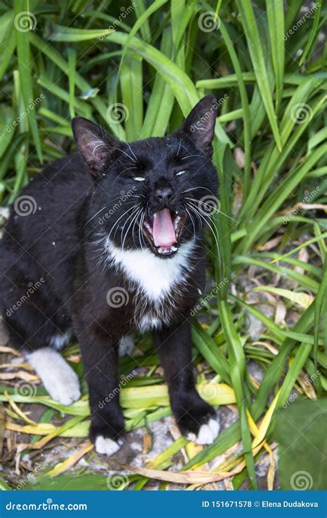 Black Cat With White Whiskers Yawns Widely Having Opened A Mouth Stock