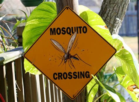Aedes aegypti merupakan jenis nyamuk yang dapat membawa virus dengue penyebab penyakit demam berdarah. Mengenal 4 Jenis Nyamuk Penyebab Penyakit Di Indonesia