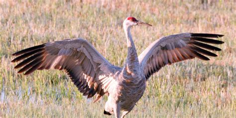 Colorado Crane Conservation Coalition Has 5k In Scholarships For Routt