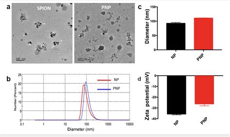 Figure 1 From Engineered Superparamagnetic Iron Oxide Nanoparticles