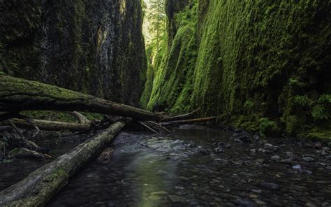 Fond Décran Des Arbres Roche La Nature Mur Branche Mousse Vert