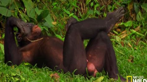 Chimpanzees Hang Out And Have Sex In Nature Video Fun Porn At Thisvid