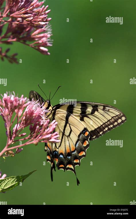 Eastern Tiger Swallowtail Papilio Glaucus Butterfly On Flowers Stock