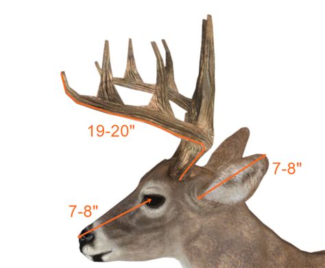 Field Scoring A Deer 101 Buckscore