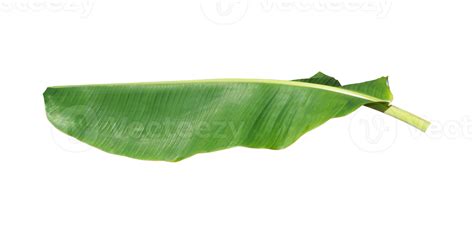 Green Banana Leaf Isolated On White Background 10870293 Png