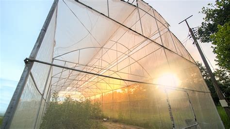 Prepare Your Greenhouse For High Winds Greenhouse Management