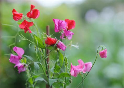 Sweet Peas How To Plant Grow And Care For Sweet Pea