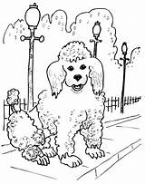 Poodle Coloring Dog French Drawing Line Sheet Getdrawings Dogs Template sketch template