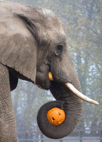 Carving Pumpkins Elephant Animal Pictures Elephant Love
