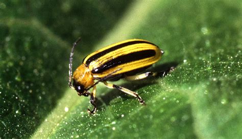 The Striped Cucumber Beetle And Its Craving For Your Cucurbits Hobby Farms