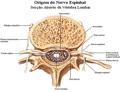 Shiatsu Anatomia Nervos Nervo Espinhal Sistema Nervoso Anatomia