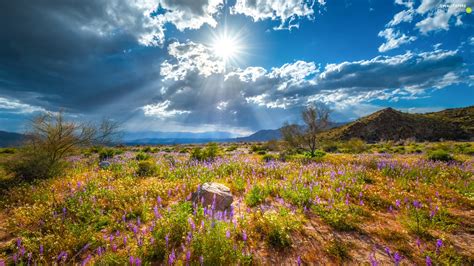 Purple Flowers Clouds Trees Rays Of The Sun Meadow The Hills