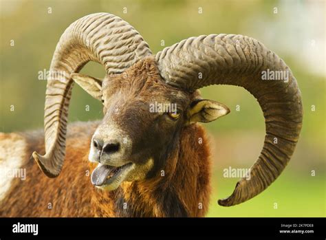 Close Up Head Shot Portrait Of A Male Mouflon With Large Horns Open