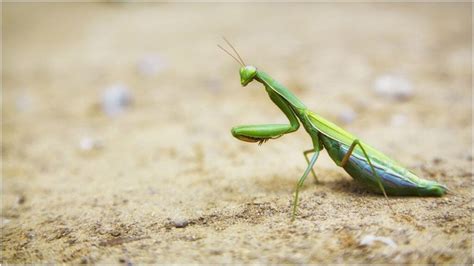 Praying Mantis Keeping Exotic Pets