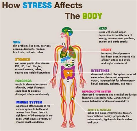Bio Health File How Stress Affects Our Body System