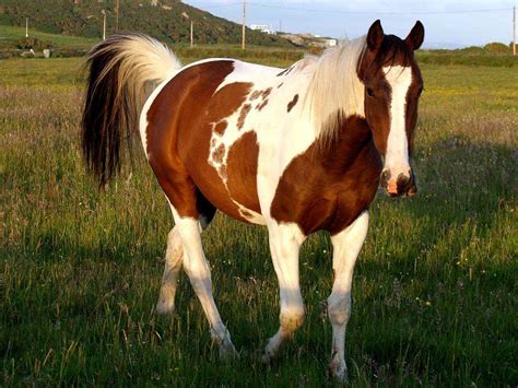 brown horse facts  pictures horsebreedspicturescom
