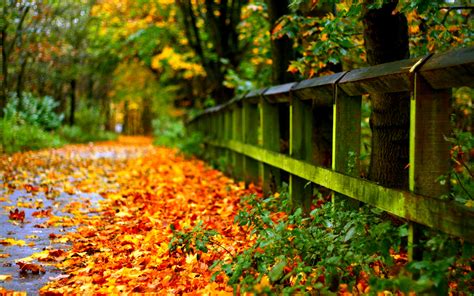 Free Download Autumn Leaves On Road Hd Desktop Wallpaper Background