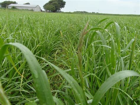 Es gibt gräser, die zu bestimmten zeitpunkten zu viel fruktan haben, zum beispiel deutsches. Untersaaten im Getreide - so funktioniert's