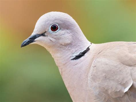 Cuckoo Bird Facts Cuculus Canorus Birdfact