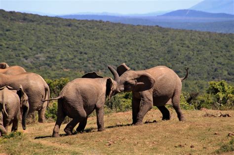 Erfahrt mehr zu südafrika auf south africa südafrika safariszene des schattenbildes der afrikanischen nachtmit tieren der wild lebenden tiere. Kostenlose foto : Landschaft, Natur, Wildnis, Abenteuer ...
