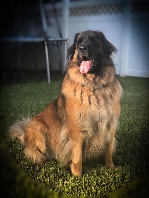 Leonberger Dog Breed Price Range In Ontario Canada Hubpages