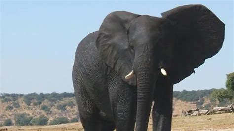 Beautiful African Animals Safaris Worlds Most Dangerous Animals